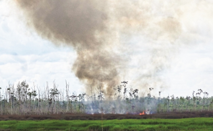 Pembakaran ladang untuk menangkap rusa di Mappi, Papua.