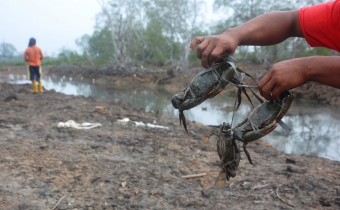 Kepiting Kalimantan