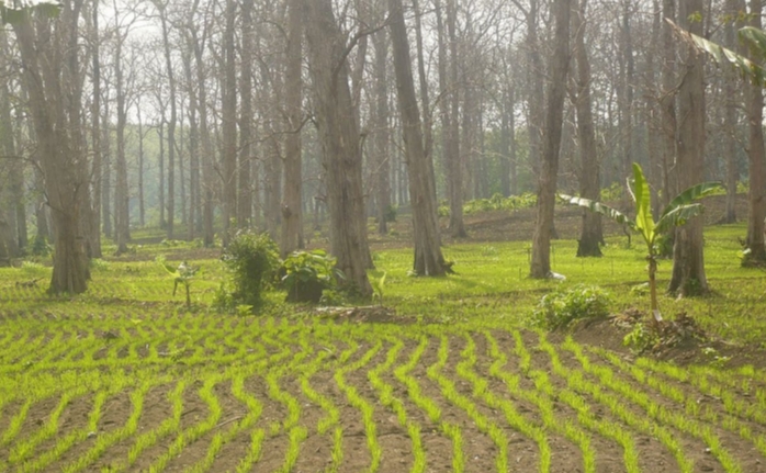 Padi gogo sebagai bentuk agroforestri dalam program perhutanan sosial