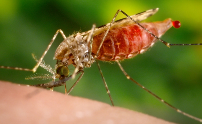 Malaria