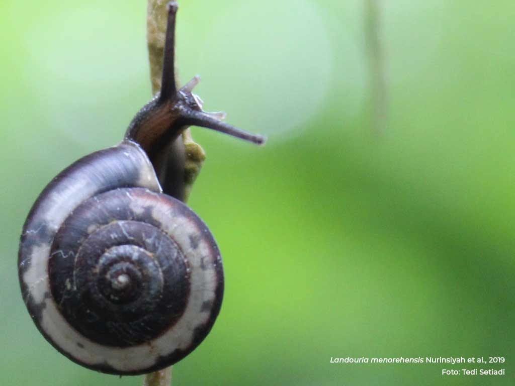 Keong darat (Landouria menorehensis) yang ditemukan di sekitar pegunungan Menoreh, Jawa Tengah, sebagai spesies baru keong darat. (Foto: Tedi Setiadi)