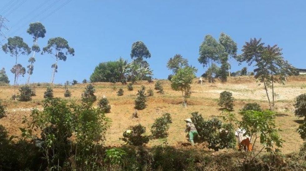 Tanaman kopi di lahan kritis sungai Citarum (Foto: Saparis Soedarjanto)