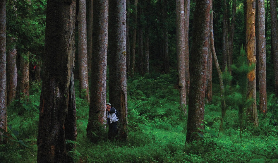 Hutan pendidikan Gunung Walat (Foto: R. Eko Tjahjono)