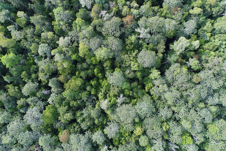 Tegakan hutan di Katingan, Kalimantan Tengah (Dok. RMU).