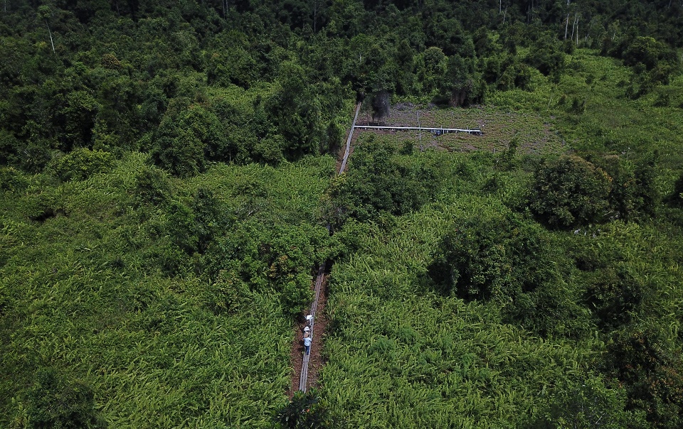 Hutan gambut di areal restorasi PT Rimba Makmur Utama di Kalimantan Tengah
