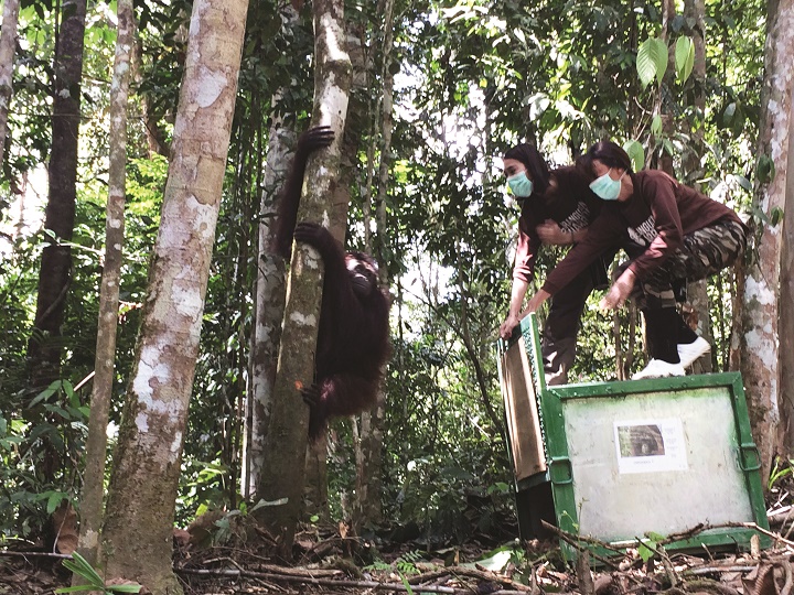 Pelepasan orangutan ke alam liar di Kalimantan Tengah