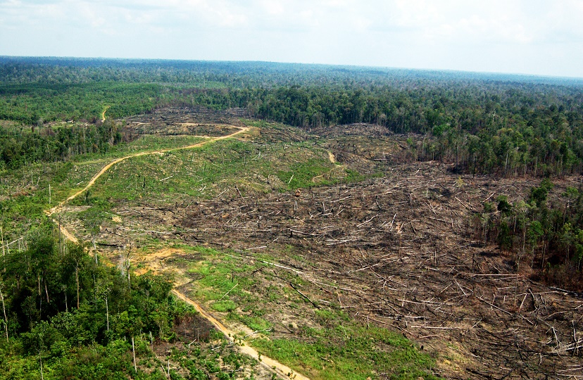 Kerusakan hutan di Jambi
