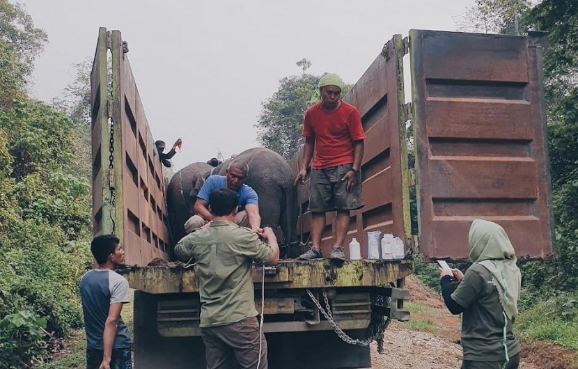 Penangkapan gajah yang lepas dari habitatnya di Taman Nasional Bukit Tigapuluh, Jambi, 29 September 2019