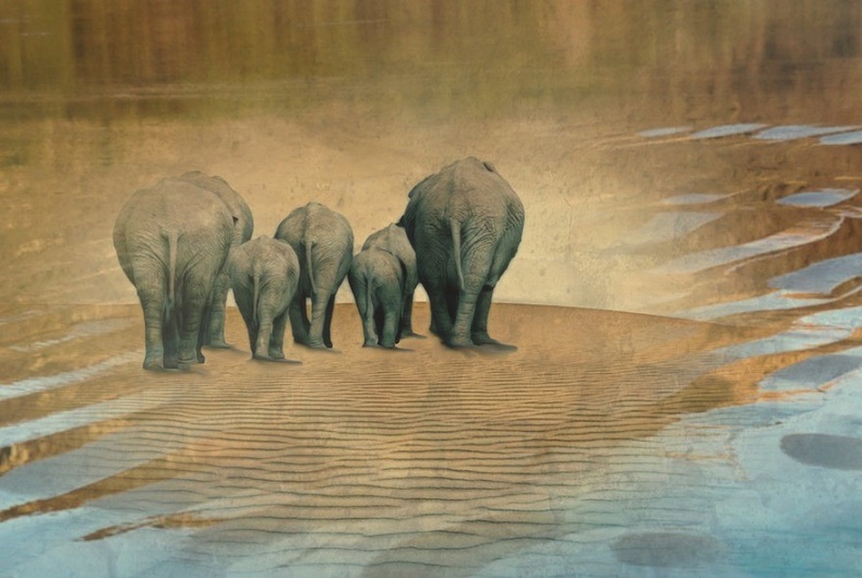 Keluarga gajah