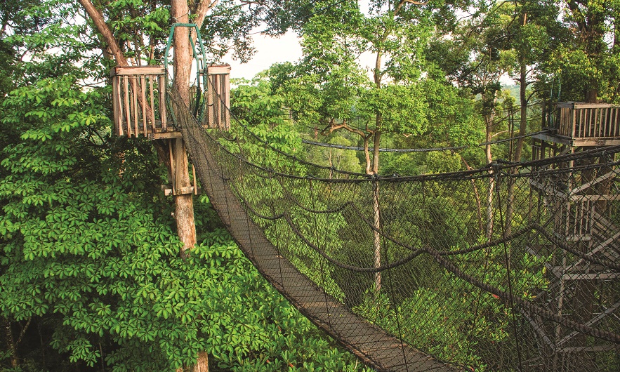 MENEMBUS BELANTARA TERSISA. Kawasan konservasi Bukit Bangkirai yang menjadi monumen hutan tropika basah Kalimantan Timur, terletak di lintasan jalur darat menuju Kota Penajam dari Balikpapan sejauh empat jam perjalanan.