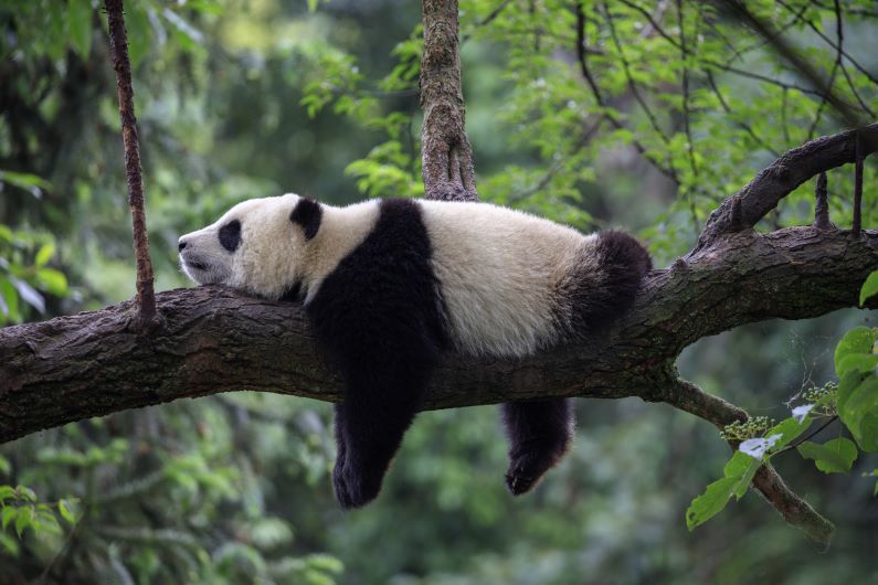 Panda sedang tertidur di atas pohon di Taman Nasional Provinsi Sichuan, Cina (Foto: Shutterstock)