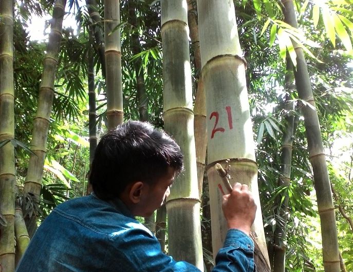 Pemberian kode tahun panen bambu (Foto: Yayasan Bambu Lestari)