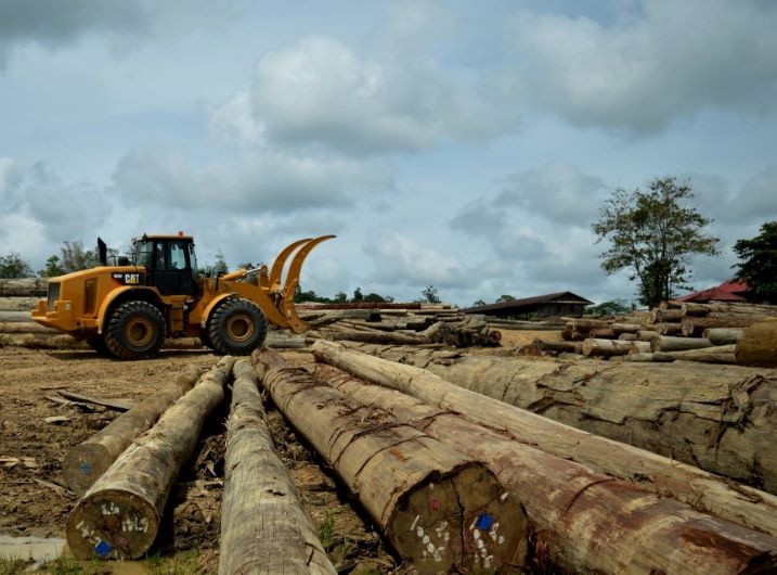 Kayu log di areal konsesi PT Ratah Timber (Foto: Dok. Ratah Timber)