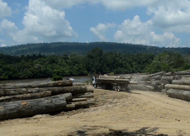 Log di PT Ratah Timber 
