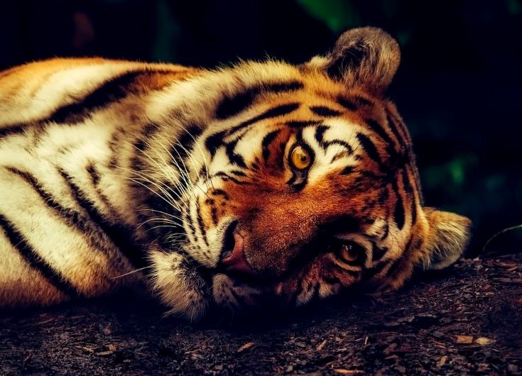 Harimau mati (Foto: 1020/Pixabay)