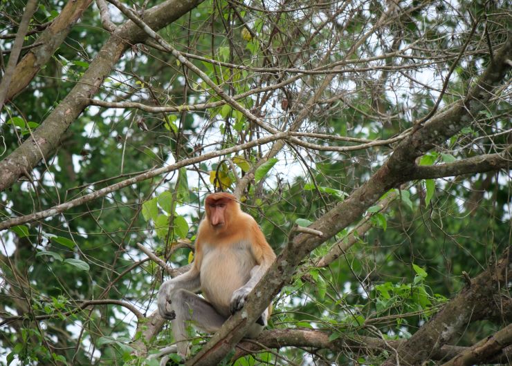 Bekantan di hutan rawa gambut Kalimantan Tengah.