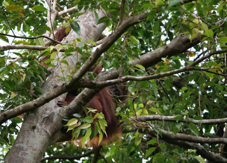 Orangutan di kawasna restorasi ekosistem Rimba Raya Conservation di Kalimantan Tengah.