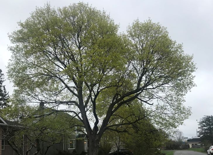 Pohon di Ottawa, Kanada (Foto: Wiene Andriyana)