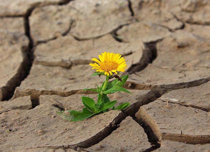 Bunga tumbuh di tanah kering saat kemarau. (Foto: Klimkin/Pixabay)