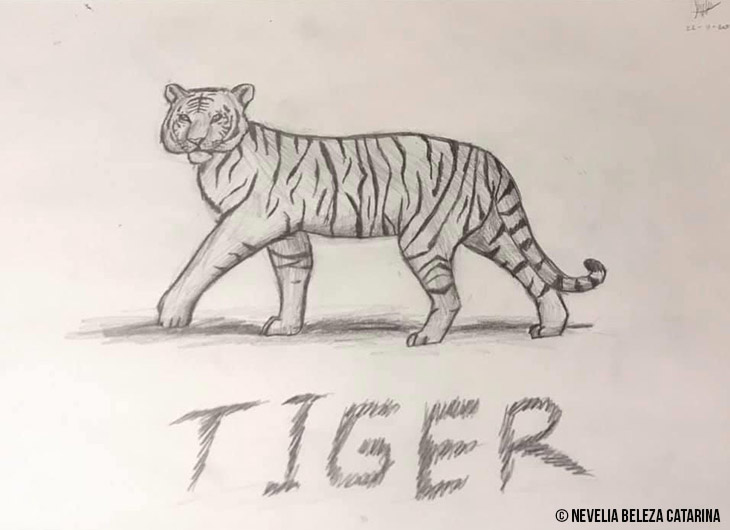 Sketsa harimau oleh Nevelia Beleza.