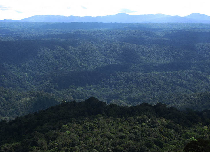 Ekosistem hutan Batangtoru di Sumatera Utara (Foto: Wanda Kuswanda)