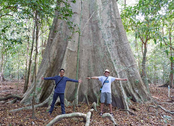 Pohon di Taman Nasional Ujung Kulon.