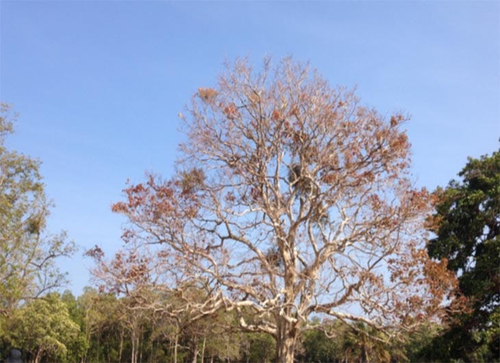 Pohon di Ujung Kulon