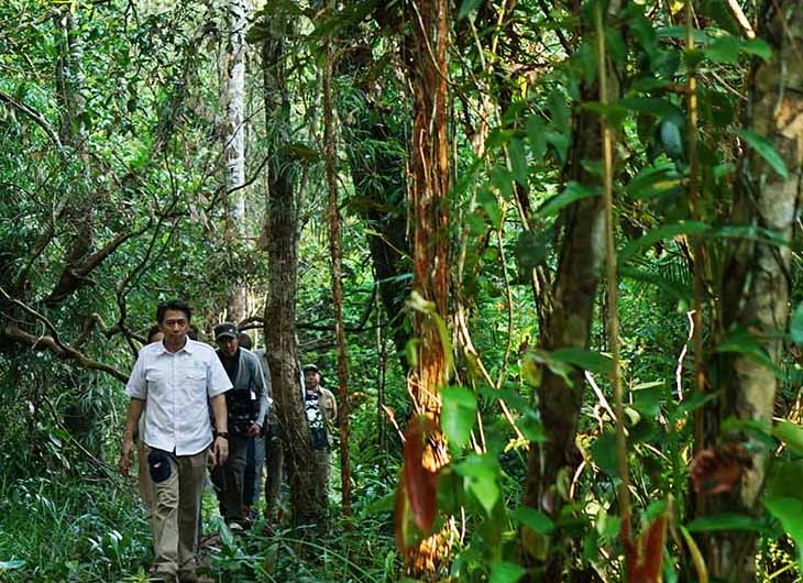 Hutan gambut Katingan-Mentaya Project di Kalimantan Tengah.