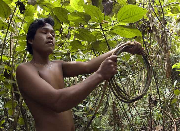 Masyarakat adat Batin Sembilan di Jambi sedang memanen rotan di hutan Bukitigapuluh.