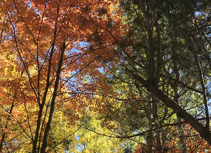 Warna-warni daun pohon pine grove Ottawa, Kanada, di hutan tanaman untuk memulihkan lahan yang terdegradasi (Foto: Wiene Andriyana)