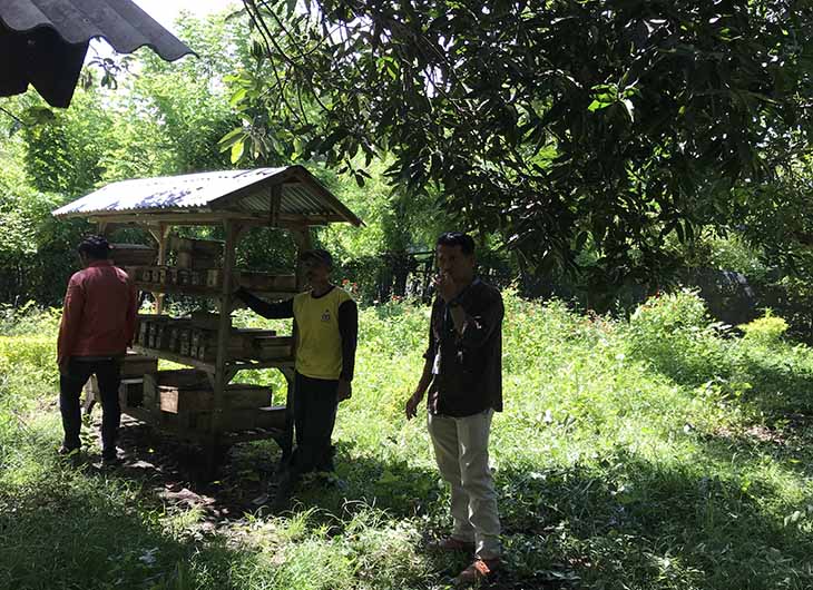 Pendudukan di Nusa Tenggara Barat membudidayekan Leah Trigona sp, lebah tak menyengat yang kandungan antioksidan propolisnya 400 kali lipat dari jeruk atau apel. (Foto: Bagja Hidayat)