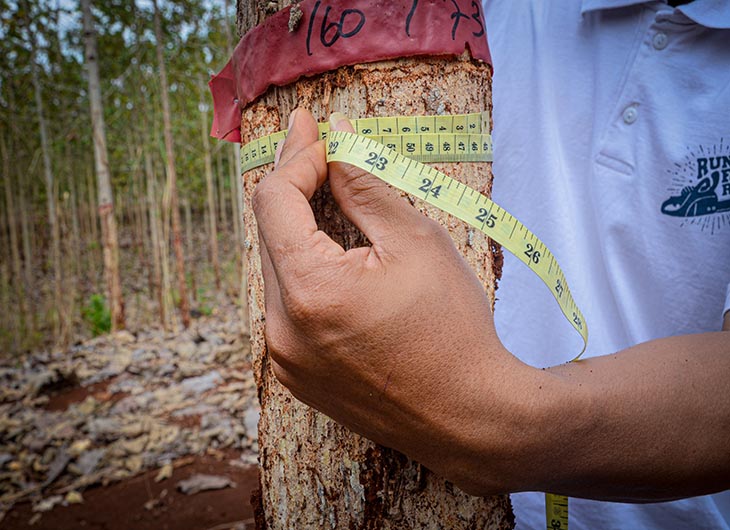 Mengukur pohon sebagai salah satu cara mengetahui penyimpanan karbon melalui usia dan pertumbuhan (Foto: Rifky Fauzan/FD)
