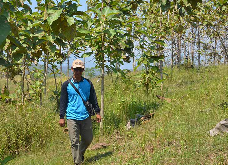 Oman Suhiman, penduduk Desa Cimahi Kabupaten Kuningan, Jawa Barat, penerima pinjaman BLU P3H KLHK dengan skema bagi hasil untuk membangun hutan jati di lahan desa (Foto: Rifky Fauzan/FD)