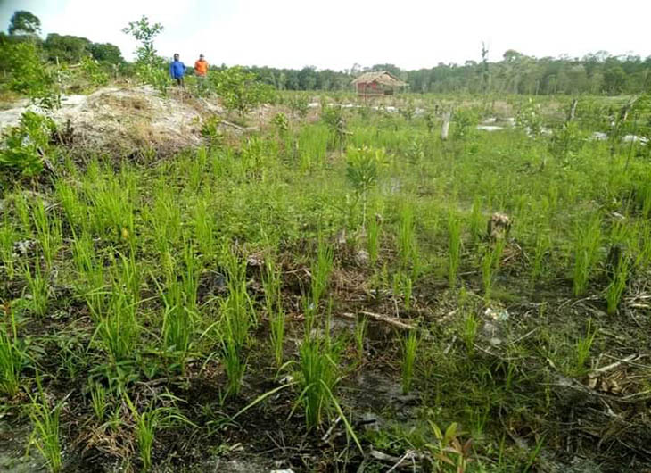 Agroforestri di bekas galian tambang timat ilegal di Bangka Belitung (Foto: Swary Utami Dewi)