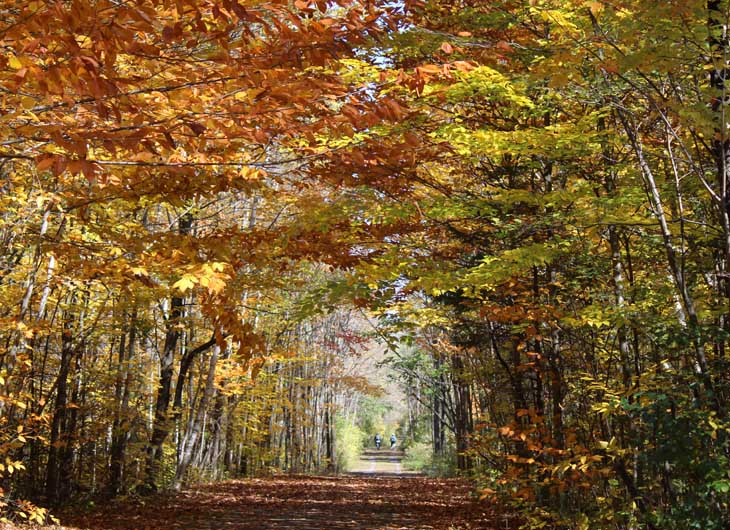 Warna-warni daun pohon di pine grove Ottawa, Kanada, hasil gangguan buatan berupa tebang pilih dalam sistem silvikultur (Foto: Wiene Andriyana)