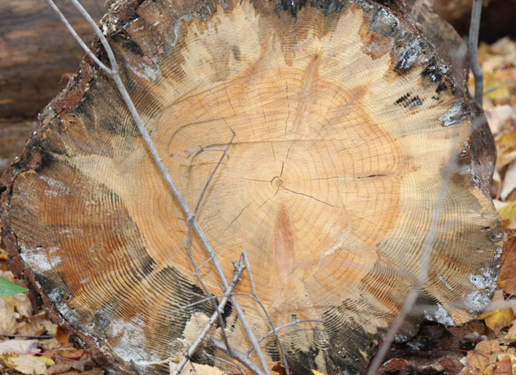 Dari bonggol pohon yang menunjukkan urat dan pori-pori ini, kita bisa melacak usianya. (Foto: Wiene Andriyana)