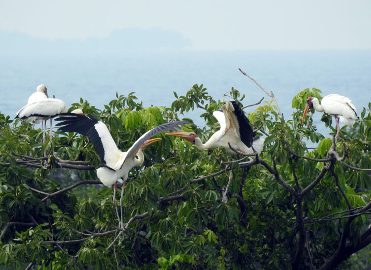 Satu dari sekian jenis burung pendatang adalah jenis bangau bluwok (Mycteria cineria). Wilwo menjadi sebutan lain jenis ini yang termasuk burung air berpostur 95-110 sentimeter. Ciri utamanya muka tanpa bulu, berwarna merah jambu hingga merah (Foto: Asep Ayat/FD)