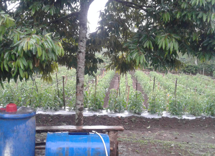 Ketahanan pangan adat Tebat Benawa di Sumatera Selatan selama pandemi virus corona covid-19.