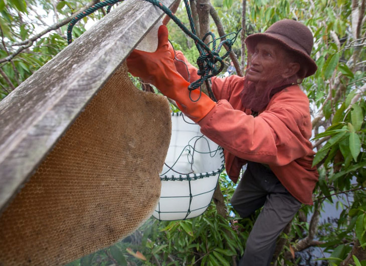Memanen madu hutan di Kalimantan.