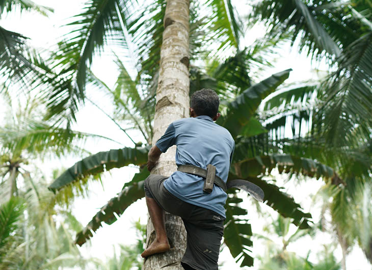 Memanjat pohon kelapa untuk menyadap nira (Foto: Dok PT RMU)