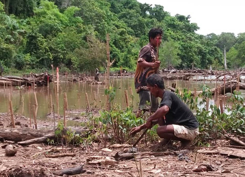 Penduduk kampung adat Ratenggaro di Sumba Barat Daya sedan menanam mangrove, 4 Desember 2020. Mereka berharap bisa mengembangkan ekowisata, selain mendirikan sumber pangan dan pelindung dari abrasi pantai (Foto: Swary Utami Dewi)