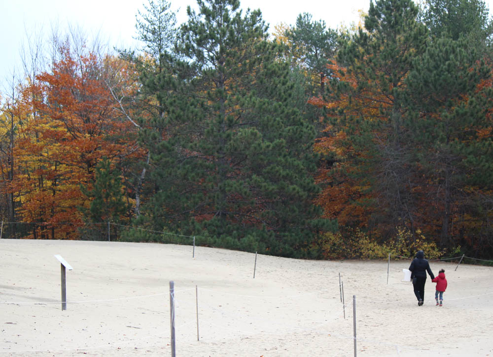 Kawasan restorasi gumuk pasir (sand dune) di hutan Pinhey, di tengah kota Ottawa, Kanada, yang sengaja disisihkan untuk mengembalikan keragaman hayati khas gumuk pasir, termasuk hidupan biota tanahnya (Foto: Wiene Andriyana)