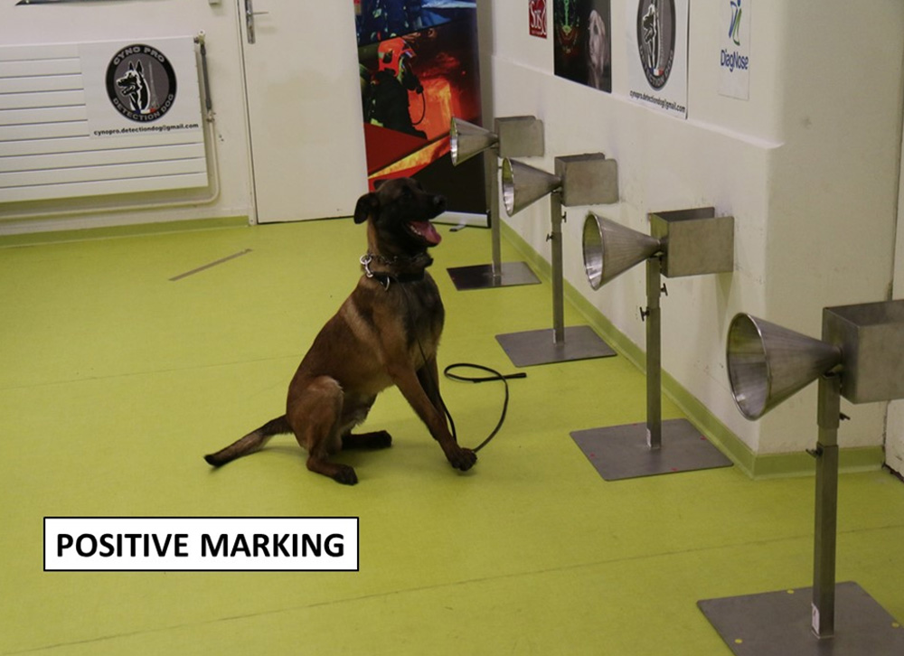 Anjing sedang menghidu sampel keringat orang terinfeksi covid di Paris dan Beirut (Foto: Jurnal PLOS One)