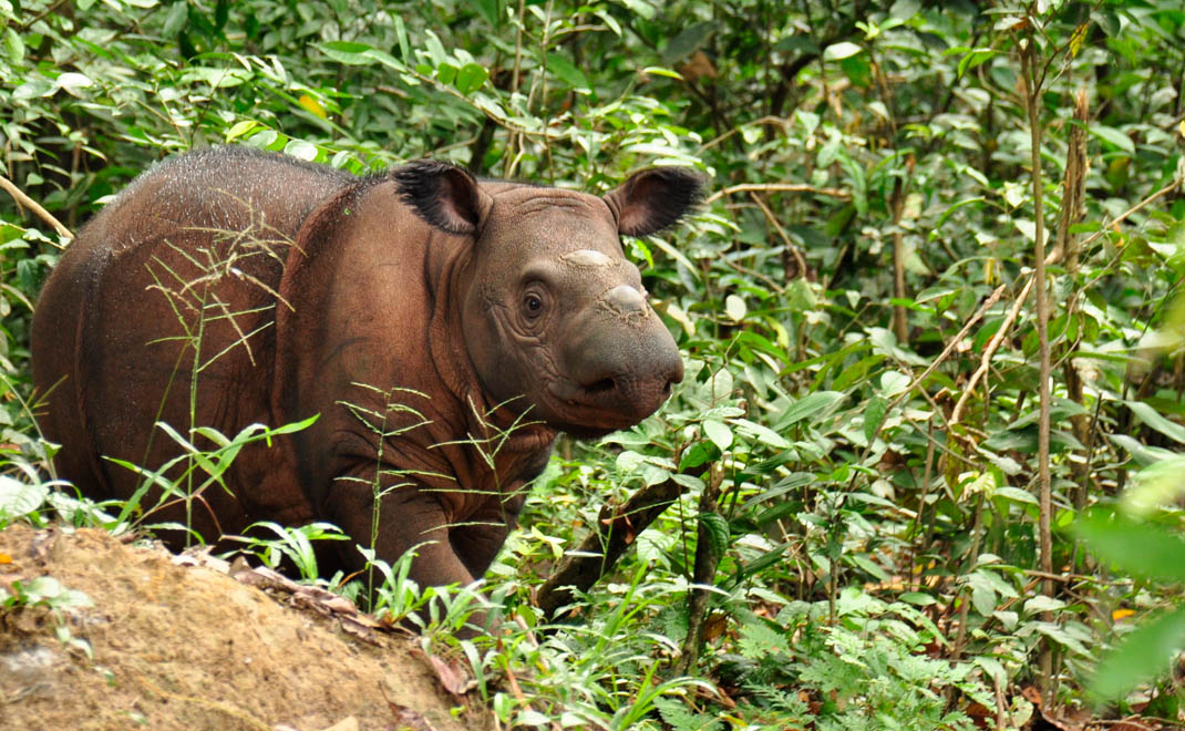 Badak Sumatera, mamalia darat paling langka di dunia yang hanya tersisa di pulau Sumatera dan Kalimantan (Foto: Sunarto)