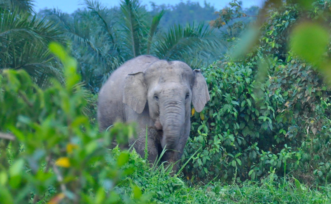 Gajah Sumatera, mamalia darat terbesar yang kritis karena habitatnya terdesak, konflik yang kronis, dan perburuan gading (Foto: Sunarto)