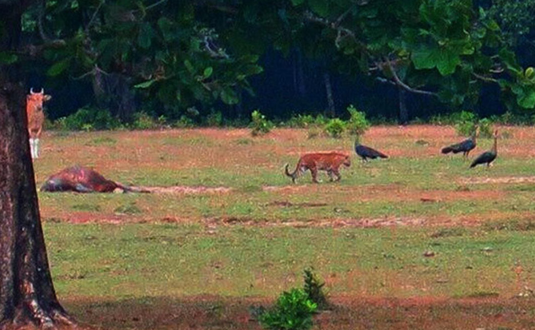 Kucing besar yang diduga harimau Jawa di padang penggembalaan Cidaon, Taman Nasional Ujung Kulon, Banten (Foto: Dok. TNUK)