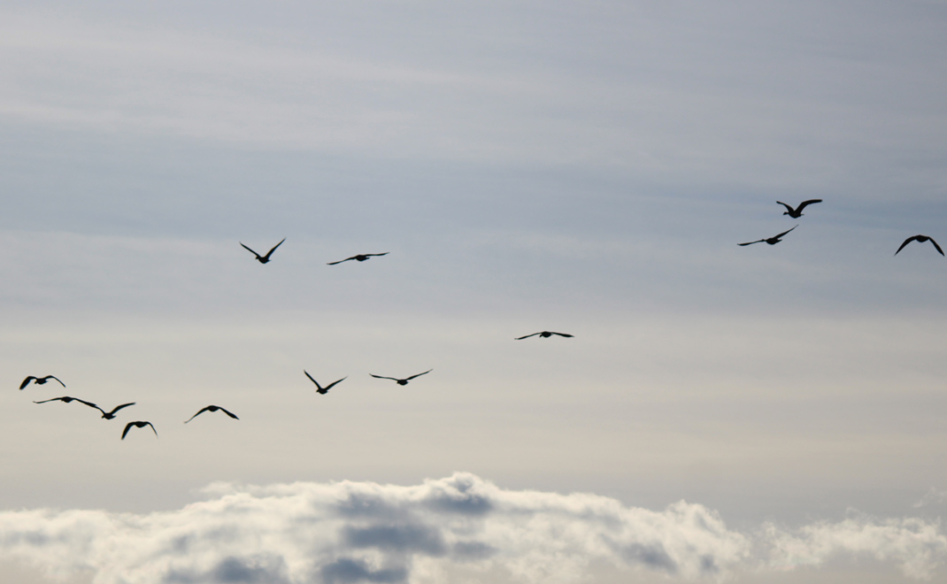 Burung pada waktu terbang akan lebih efektif dalam bernapas jika menggunakan ….