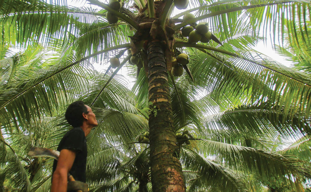 Alianur mengembangkan gula kelapa yang membuatnya berhentii menjadi pembalak liar (Foto: Alif Fajar Sam Pangestu)