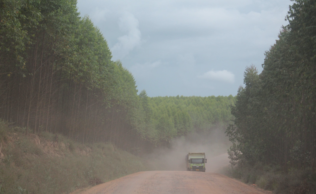 True mengangkut batu bara di kawasan hutan di Jambi (Foto: Istimewa)
