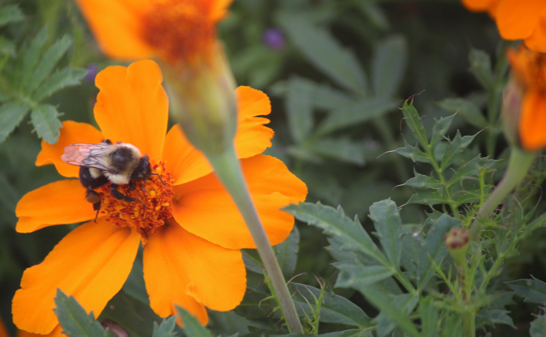 Lebah sedang menyesap nektar di Ottawa, Kanada. Ia adalah jantung bumi (Foto: Wiene Andriyana)